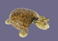 черепаха с качающейся головой из ципреи арабика