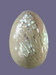 яйцо из халиотиса белого